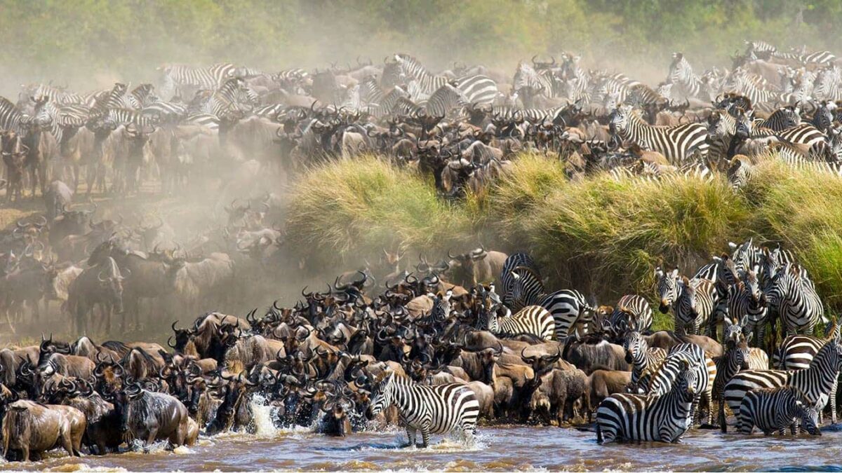 Great wildbeast migration masai mara kenya