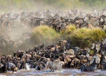Great wildbeast migration masai mara kenya