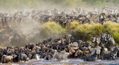 Great wildbeast migration masai mara kenya
