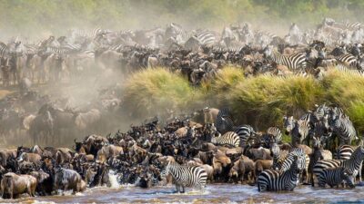 Great wildbeast migration masai mara kenya