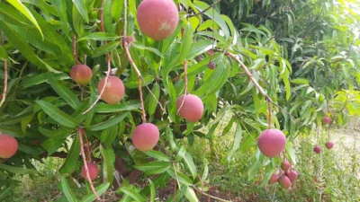 Northern kenya mango farm