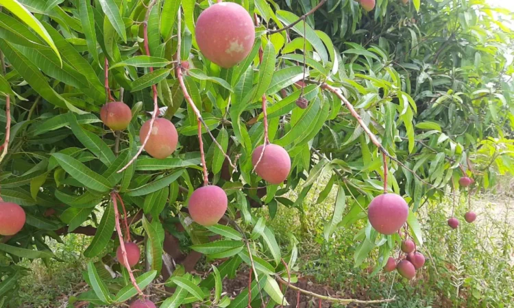 Northern kenya mango farm