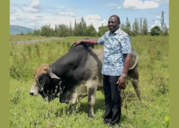 President william ruto