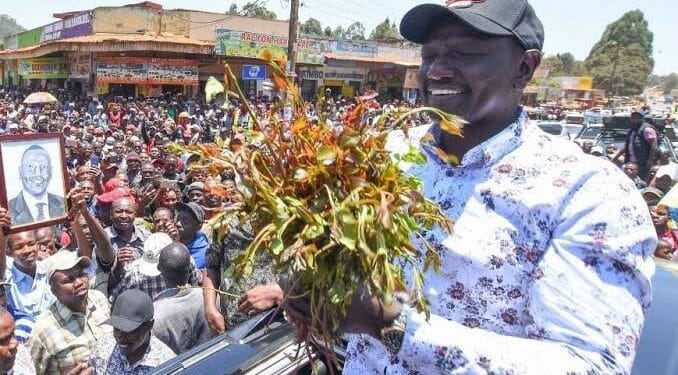 William ruto in Meru Chewing miraa