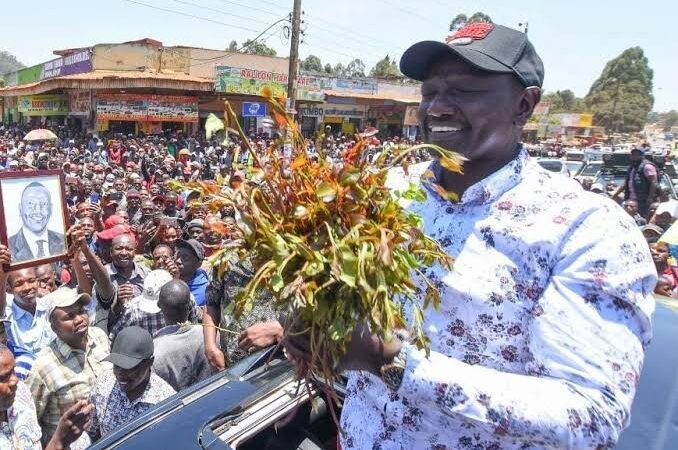 William ruto in Meru Chewing miraa
