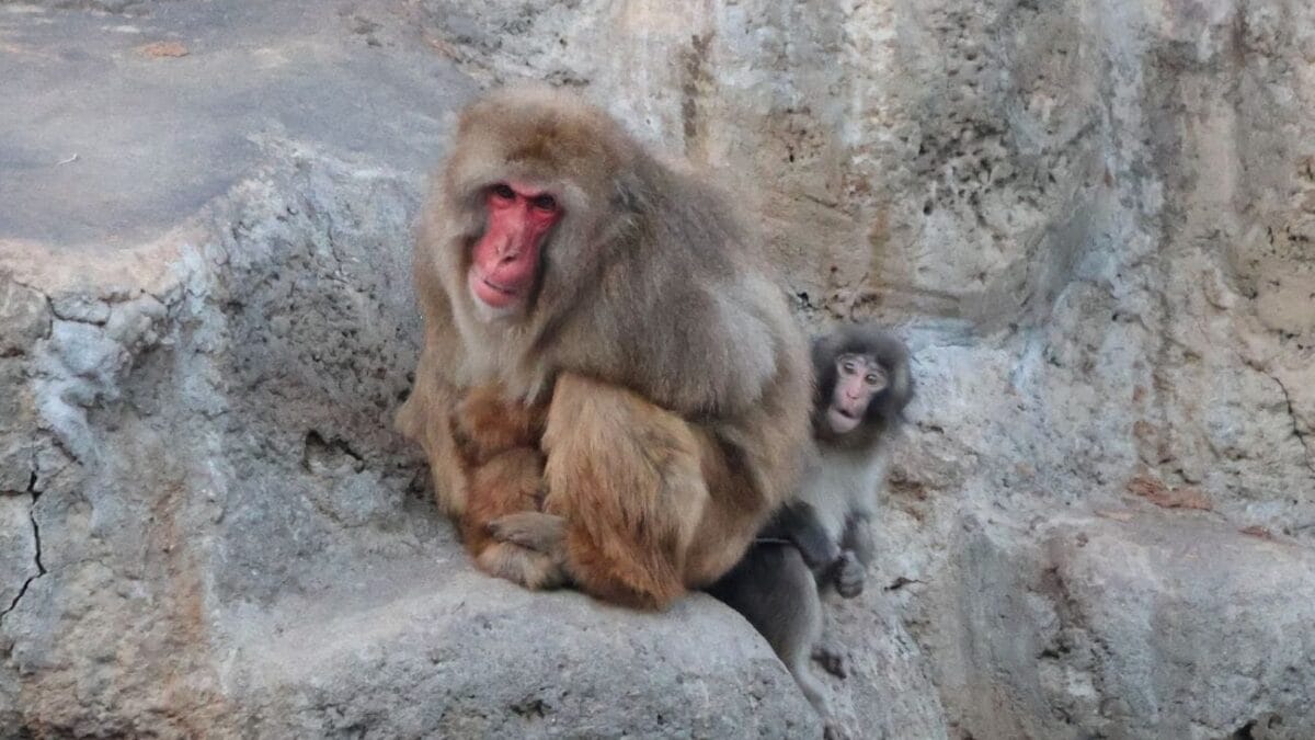 Baby Macaque Punch Japan zoo