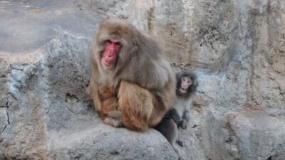 Baby Macaque Punch Japan zoo