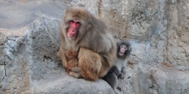 Baby Macaque Punch Japan zoo