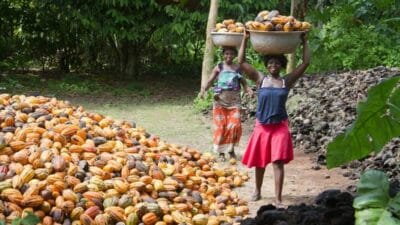 Cocoa in ghana