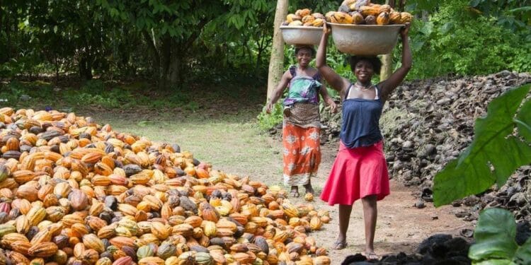 Cocoa in ghana