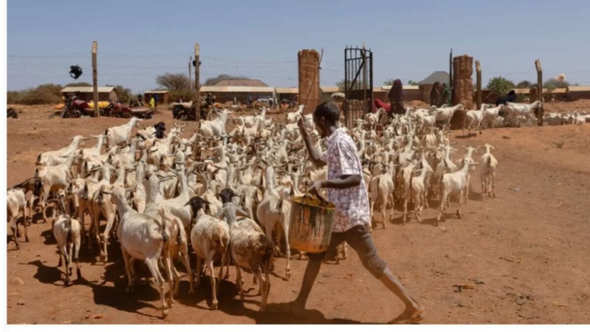 North eastern goats