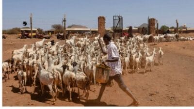 North eastern goats