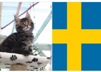 Cats are required by law to be tended to at least twice a day in sweden