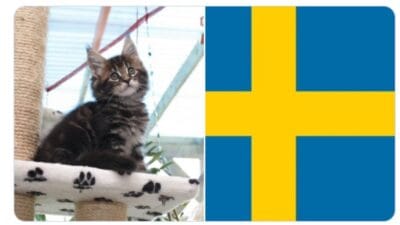 Cats are required by law to be tended to at least twice a day in sweden