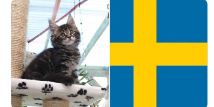 Cats are required by law to be tended to at least twice a day in sweden
