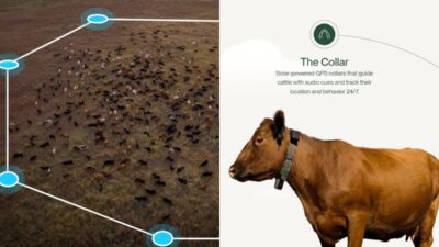 Halter AI cow collars