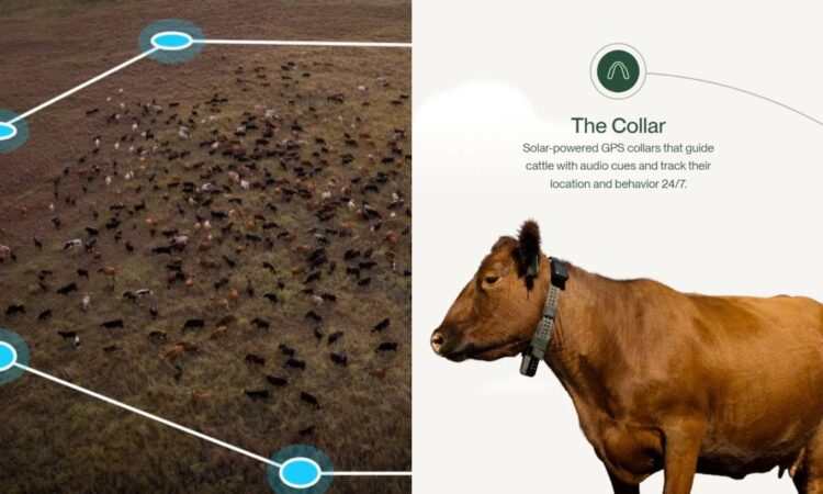 Halter AI cow collars