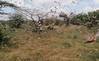 Locusts hit Garba-Tula in Isiolo county. PHOTO | NMG