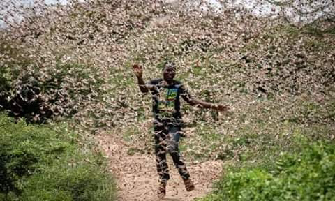 Locusts invasion in the Muguka farms in. PHOTO | BMS