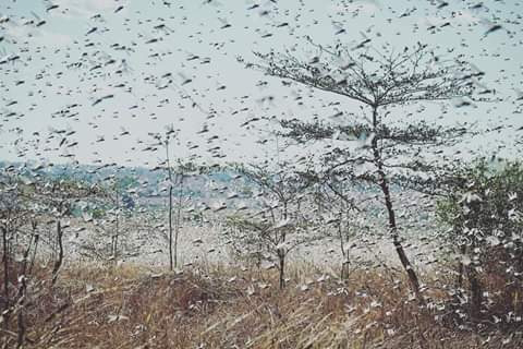 Locusts invasion is biblical and islamical, Priests say. PHOTO | BMS