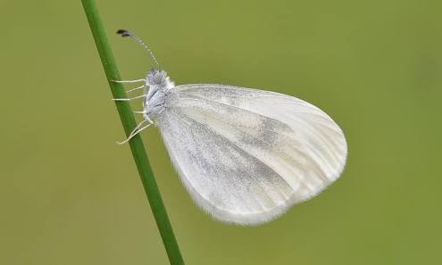 The white butterflies spotted in Vanga. PHOTO | BMS The white butterflies spotted in Vanga. PHOTO | BMS