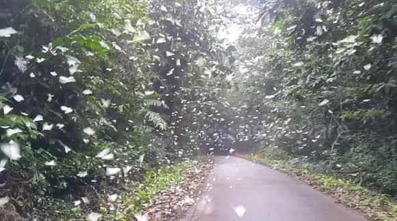 Swarms of White butterflies and moths in Kenya. PHOTO | BMS Swarms of White butterflies and moths in Kwale, South Coast, Kenya. PHOTO | BMS