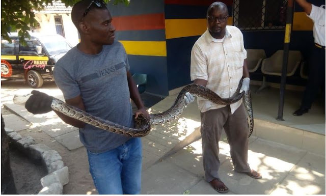 Karisa Iha arrested for smuggling Snakes. PHOTO | PD Karisa Iha arrested for smuggling Snakes. PHOTO | PD