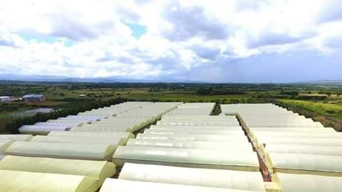 Nyahururu greenhouse farm