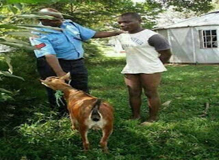 “Lungula” A Man caught ontop of a goat in Kiambu by neighbours.