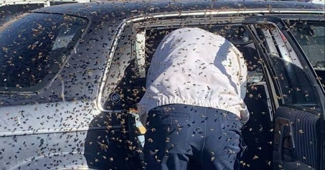 Bees attack Mombasa KRA investigative officer to death, 2 others escaped