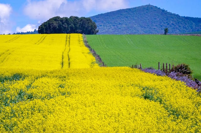 Canola farming in Kenya Facts about canola farming, canola seeds, yields per acre, and canola oil processing