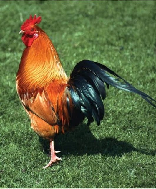 Cock an chicken photo