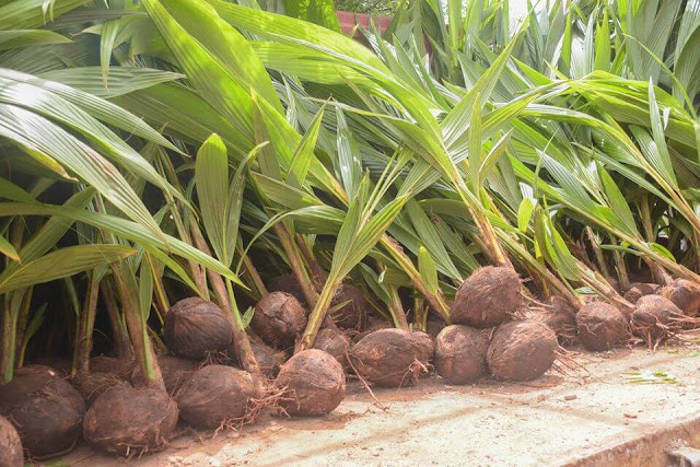 Amason Kingi launches Indian hybrid coconut seedlings to revamp coconut farming -Kilifi