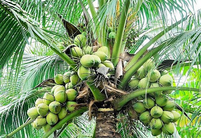 Coconut tree. PHOTO | FILE #Nyeri : 15 Million Coconut farming project to be piloted in Nyeri and later to other parts of Central region.