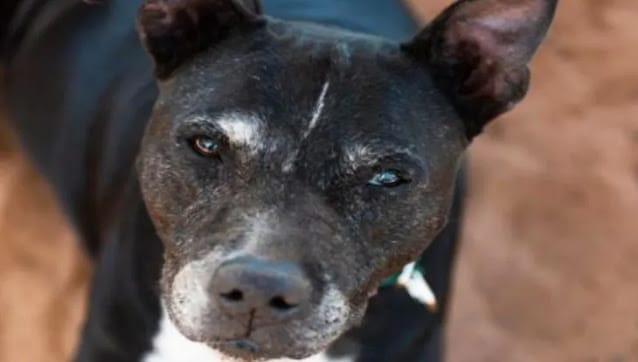 Children slaughter 6-month-old dog, prepare a two-day meal in Samburu to stave off ravenous hunger
