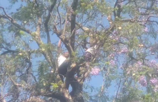 Drama ensued in Nakuru after two men with a bible took off their clothes and climbed Police station tree Drama ensued in Nakuru after two men with a bible took off their clothes and climbed Police station tree