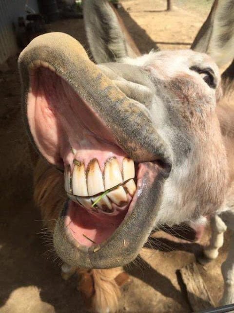 Carcass extract boneless fillet!!  DCI impounds donkey meat sold to city residents in the dark