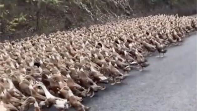 (Video) China sends brown duck troops at Xinjiang border to fight desert locust, FAO applauds.