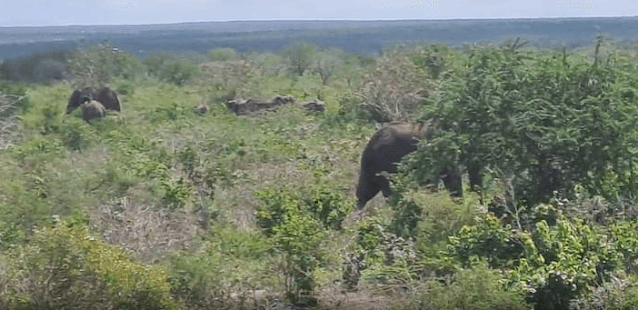 Ganze residents to kill all elephants if KWS does not take action with 7 days in Bamba