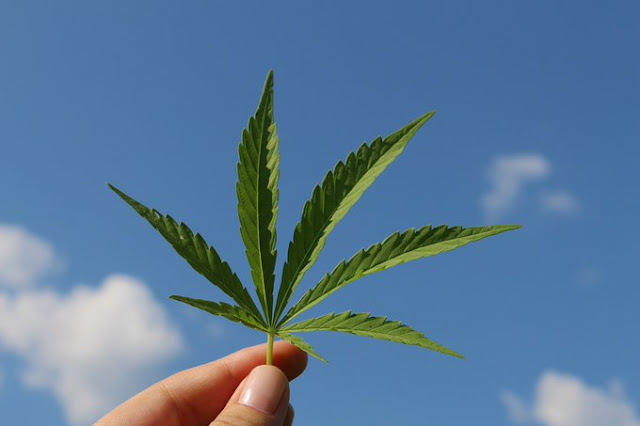 Hemp growing in Kenya vs Marijuana photo Hemp growing in Kenya vs Marijuana photo