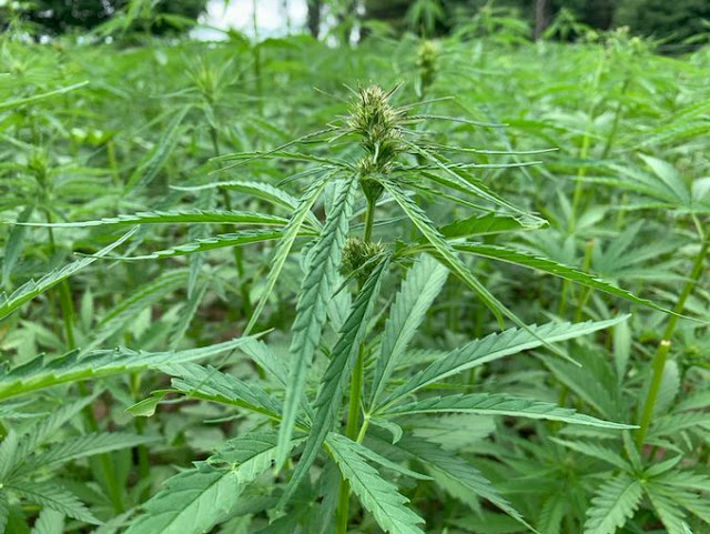 Hemp growing in Kenya vs Marijuana photo Hemp growing in Kenya vs Marijuana photo