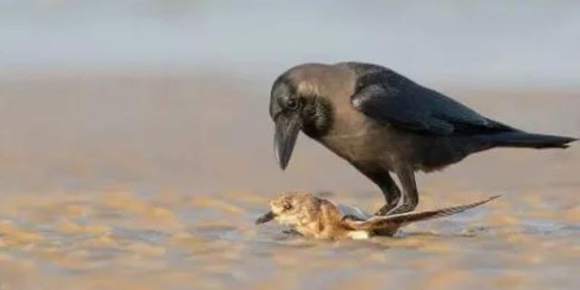 House crows to be killed House crows to be killed