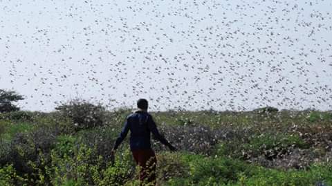 Locust plague invades Kenyan vegetation. PHOTO | BMS Locust plague invades Kenyan vegetation. PHOTO | BMS