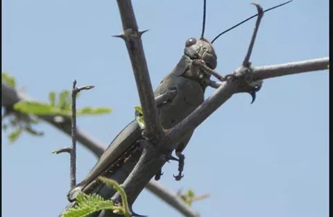 Locust plague invades Kenyan vegetation. PHOTO | BMS Locust plague invades Kenyan vegetation. PHOTO | BMS