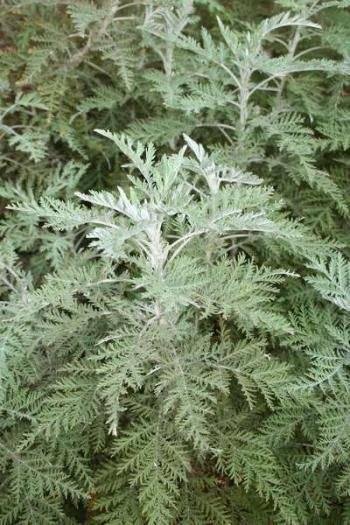 Madagascar covid organics for curing covid-19 Madagascar covid organics for curing covid-19