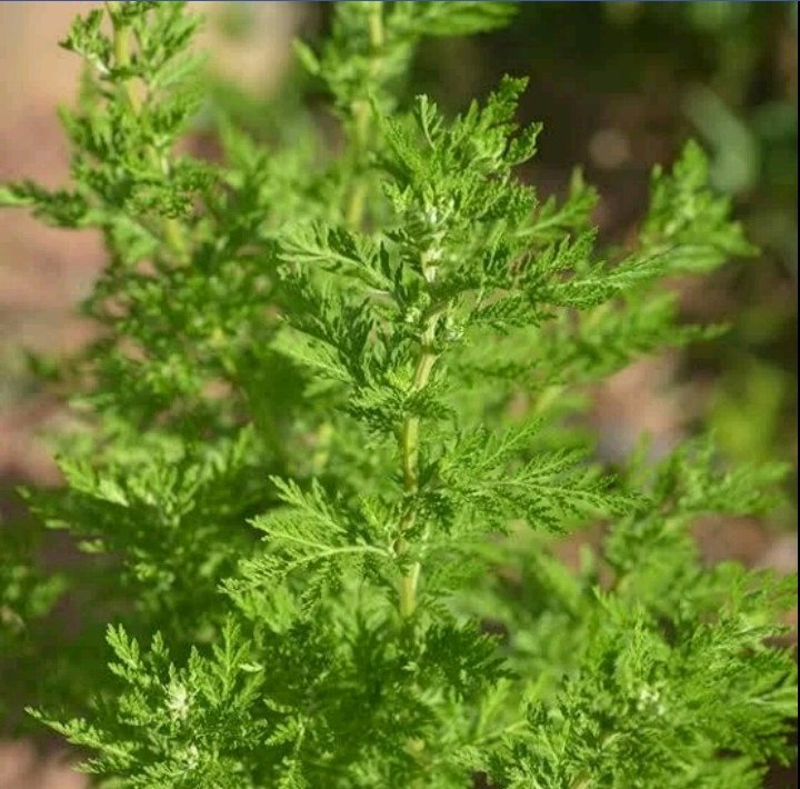Madagascar covid organics for curing covid-19 Madagascar covid organics for curing covid-19