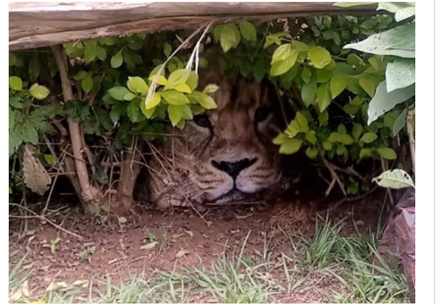 Residents of Kiangua Location in Meru County calls KWS for hiding Lion turns to be Carrefour shopping bag photos Residents of Kiangua Location in Meru County calls KWS for hiding Lion turns to be Carrefour shopping bag photos