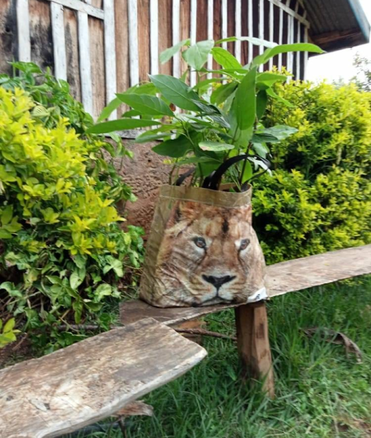 Residents of Kiangua Location in Meru County calls KWS for hiding Lion turns to be Carrefour shopping bag photos Residents of Kiangua Location in Meru County calls KWS for hiding Lion turns to be Carrefour shopping bag photos