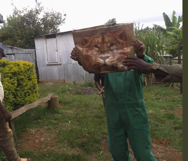 Residents of Kiangua Location in Meru County calls KWS for hiding Lion turns to be Carrefour shopping bag photos Residents of Kiangua Location in Meru County calls KWS for hiding Lion turns to be Carrefour shopping bag photos
