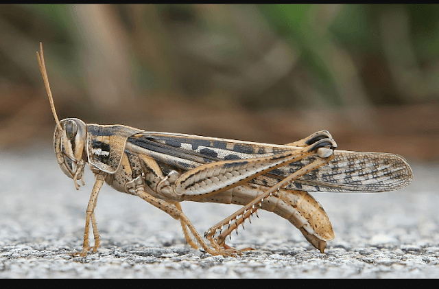 edible grasshoppers edible grasshoppers
